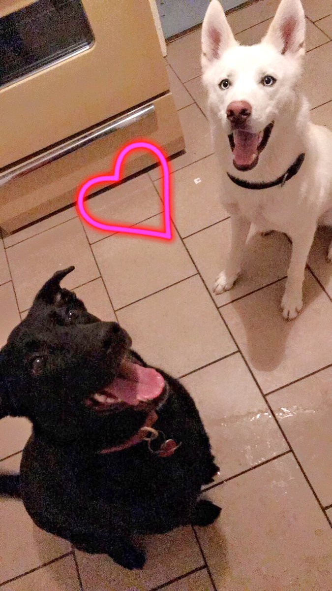 RoseHM19's tweet photo. Cuties. β€οΈ#mydogs #lab #huskeys https://t.co/141OZnafgh