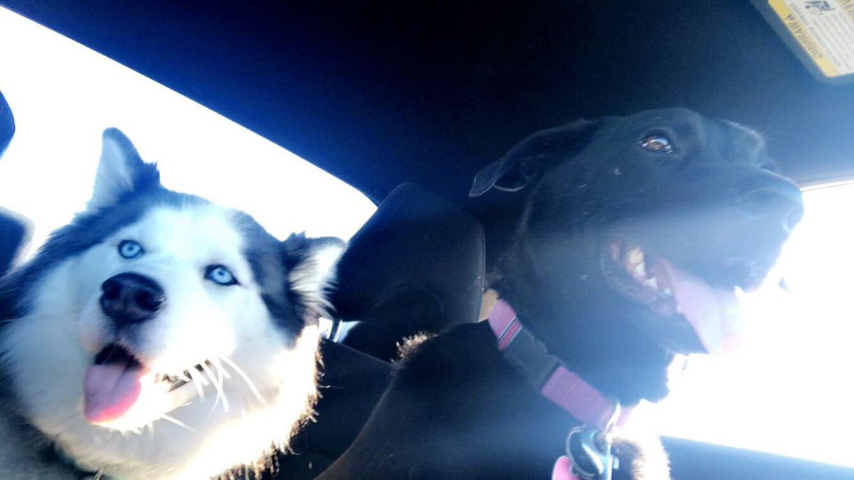 RoseHM19's tweet photo. Cuties. β€οΈ#mydogs #lab #huskeys https://t.co/141OZnafgh