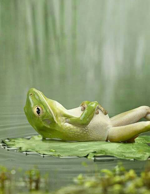 wordsweep299's tweet photo. Chilled out. No worries. #coolfrog #lovenature #frog #thelittlethings #littlewings #forest #kermitthefrog https://t.co/cmtF5UK4SR