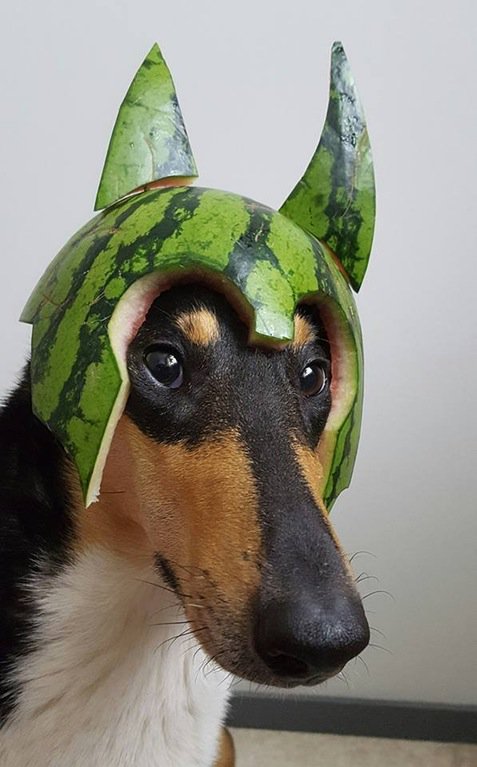 SuperWeirdBoy's tweet photo. Super Weird Dog! Mi fiel ayudante en este mundo vacío y carente de humor! 
#SuperWeirdDog https://t.co/AfXgfbJ6iK