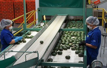 PromueveHidro's tweet photo. #NotaCompartida
China viene por aguacate de Jalisco
Para conocer más visita: https://t.co/PiXKZAEbzs https://t.co/O3w7uUlRCG