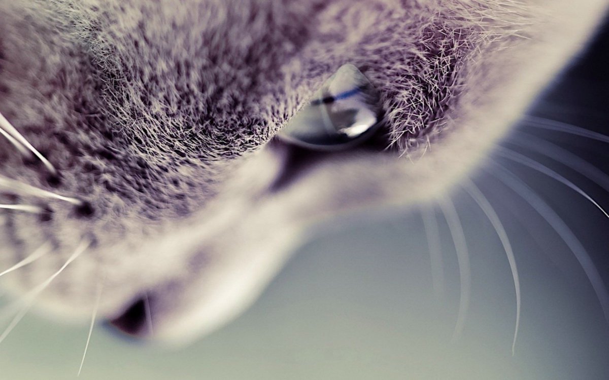 meowonb's tweet photo. https://t.co/kreYsasiN3