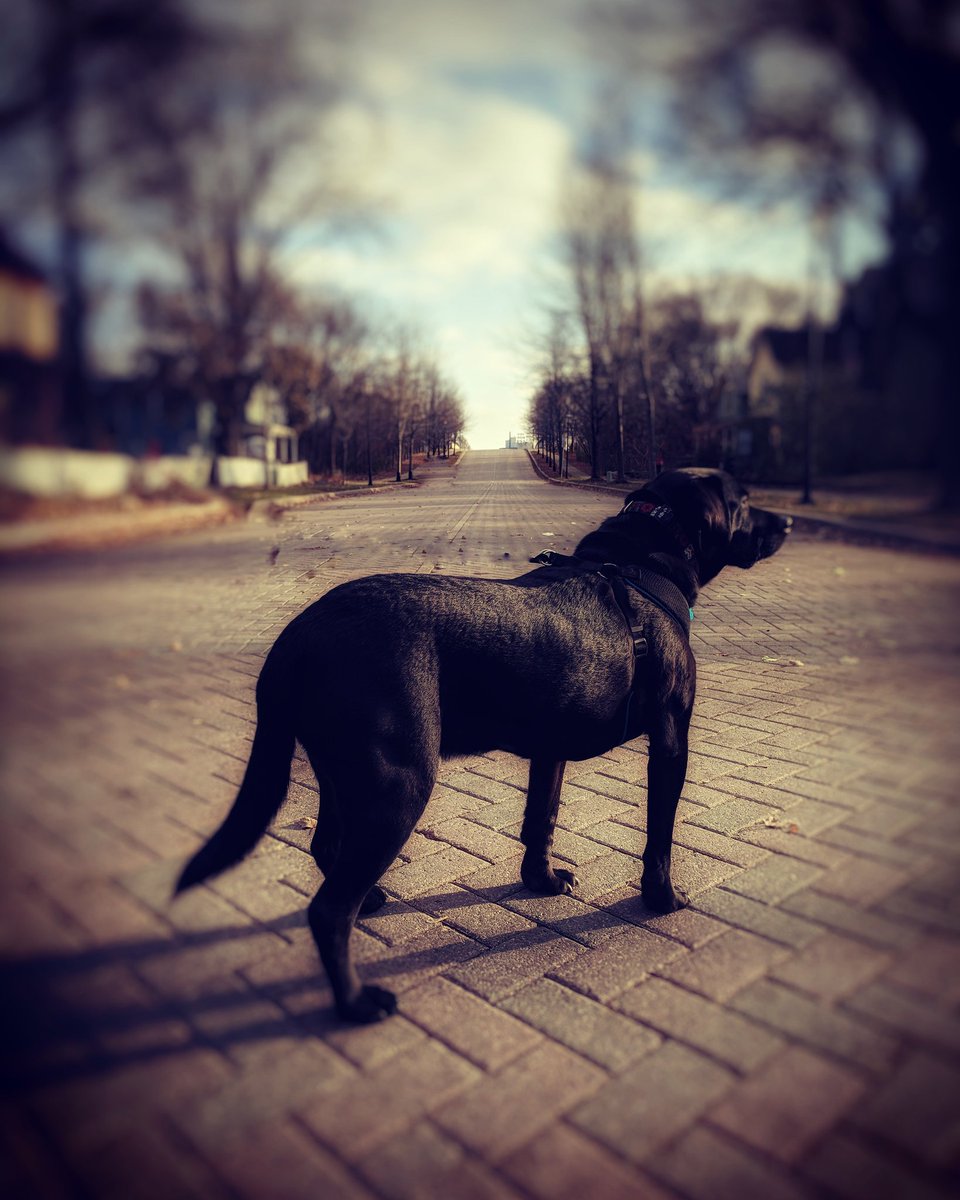 JamieFessler's tweet photo. Anakin Fessler #Anakin
#BlurredMemory https://t.co/pWi0YGYtZr