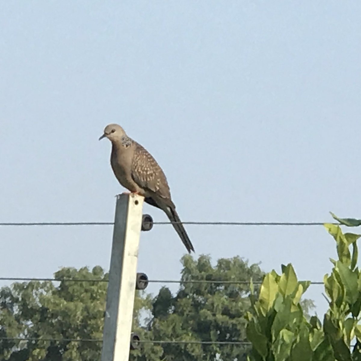 ...and a bigger bird today!  #HomeGarden