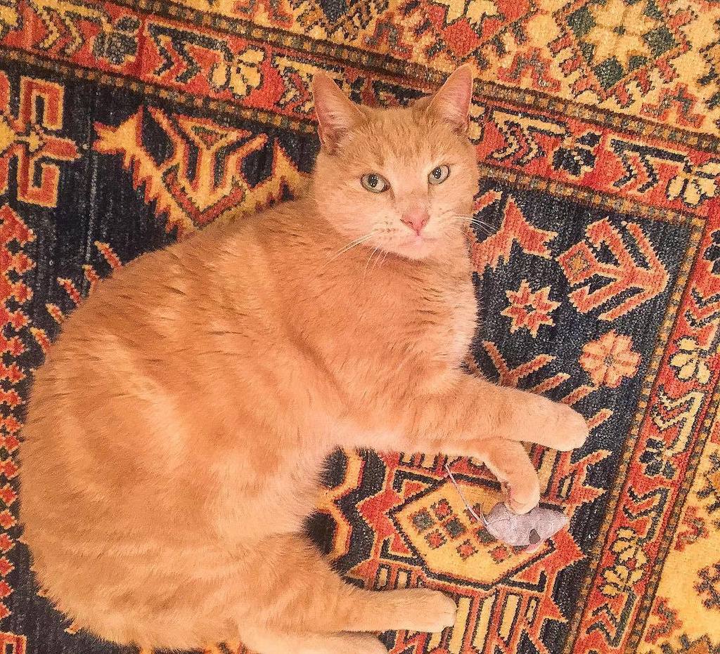 fearless50's tweet photo. #FlashtheCat practicing his mousing skills #catnip toy https://t.co/xTg3ZHffjG https://t.co/J6BcCBFsVP