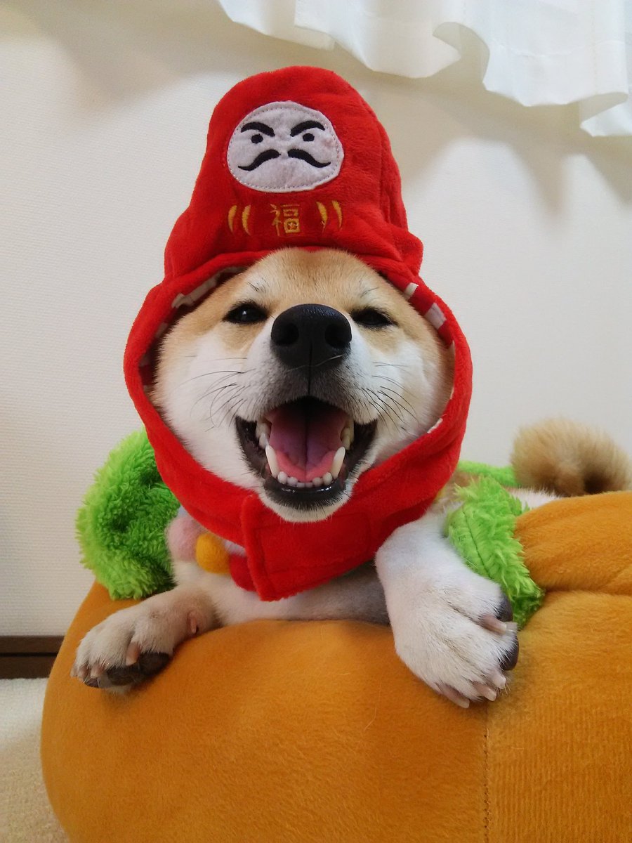 柴犬チャーミー Twitter પર カレンダーにも選んでいただいた福チャミ達磨 W みんなで戌年賀 お正月コスプレ 柴犬 しばいぬ 犬 Shibainu 柴犬チャーミー Twitter પર カレンダーにも選んでいただいた福チャミ達磨 W みんなで戌年賀 お正月コスプレ 柴犬 しばいぬ 犬 Shibainu