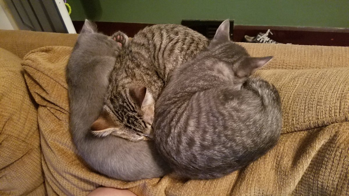 KristinaMLawyer's tweet photo. Brother weave. #kittens #kittenstuff #meowcury4 https://t.co/nRkRhsGvJH