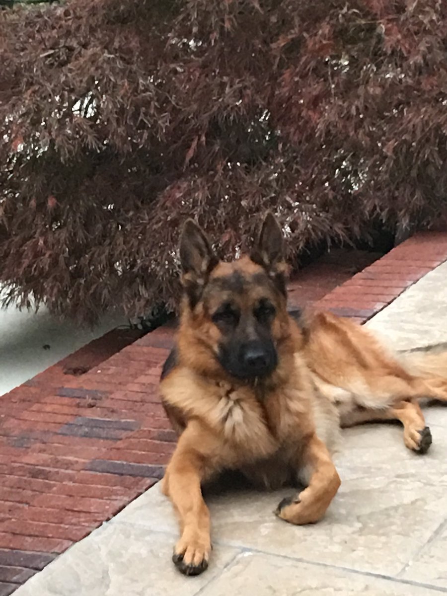 michelegiacobbe's tweet photo. Just look at this sweet boy who joined the family...#GermanShepherd #BornInGermany  🇩🇪 https://t.co/yWUHu4B5iG