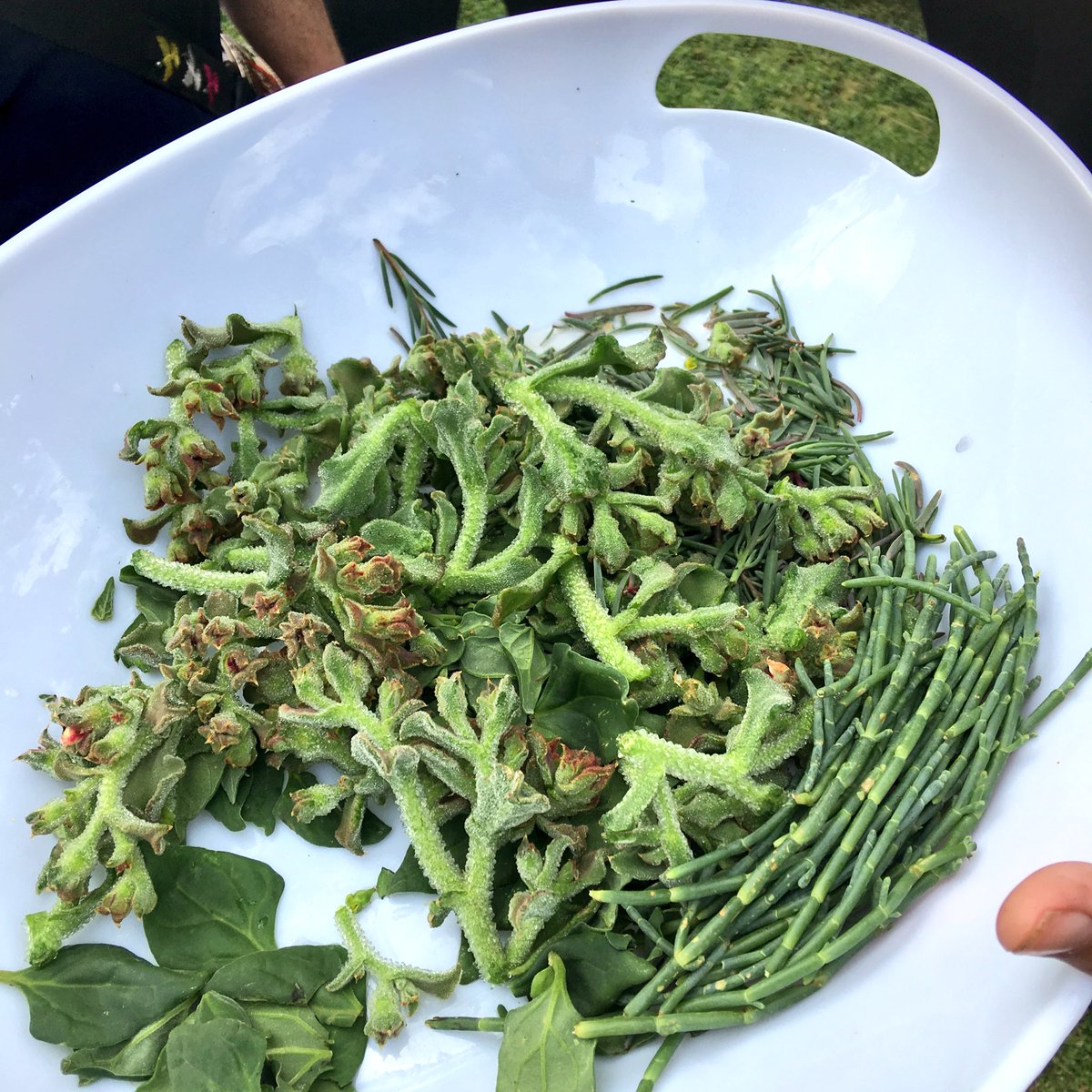 HannahMcArdle11's tweet photo. Australian Native Produce (ice plant &amp; sea asparagus) for breakfast this morning at @ANFABau Forum in Adelaide. Would love to see these native ocean-grown salty-greens commercially produced in SA! @GoodFruitandVeg 🌱🌱🌱 https://t.co/tjDbgVqkrd