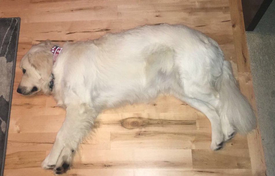 morgan_kies's tweet photo. 1/8/16 -> 11/19/17 

same dog, same position, still tired https://t.co/OkEfJrxAXG
