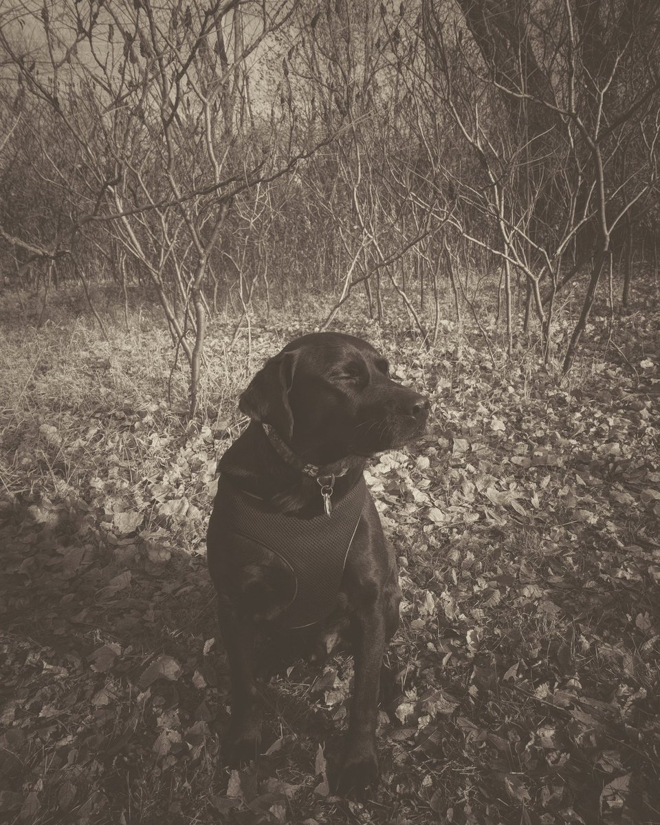 JamieFessler's tweet photo. Nicollet Island with Anakin. #Anakin#NicolletIsland https://t.co/AapQcIevzZ