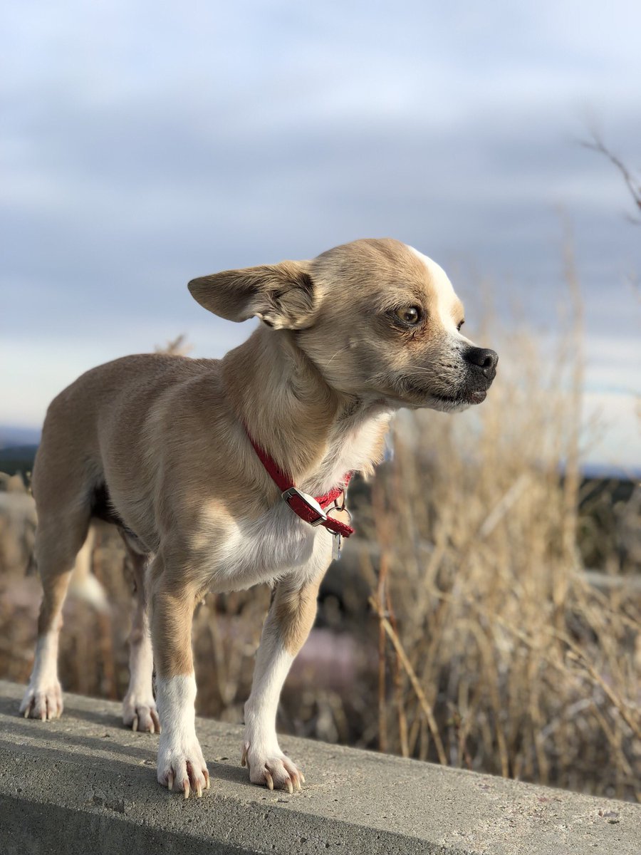 mimigarcia307's tweet photo. My baby is ugly cute.  💕 https://t.co/5Oz0RT8lkV