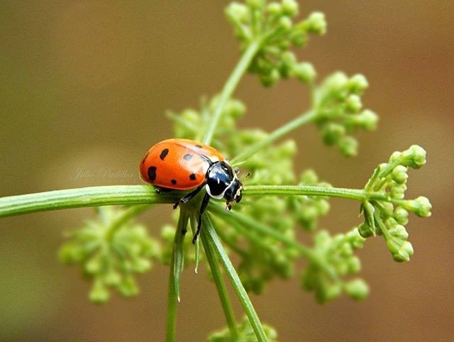 Angelicaldh's tweet photo. Reposting @jp.fotografia9:
#inspiration #instalike #dreams #photography #cool #macro #nikon #macrobr #joaninha #gardenphotography https://t.co/V74ZH7vV5u