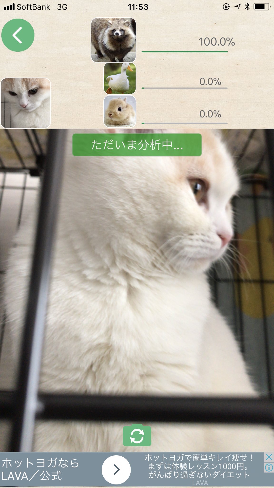 白珠 しらたま 話題の動物顔診断の結果 うちの猫 どうあがいても 100 たぬきさん なんだが 猫 猫好きさんと繋がりたい Cat 動物顔診断 T Co Fz3yynuy58 Twitter