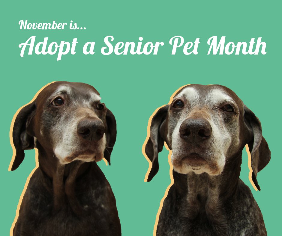 November is #AdoptASeniorPetMonth, courtesy of the <a href="/ASPCA/">ASPCA</a>! Visit your local shelter to save a precious life! Find an animal shelter/rescue near you: bit.ly/1Rx0wxv