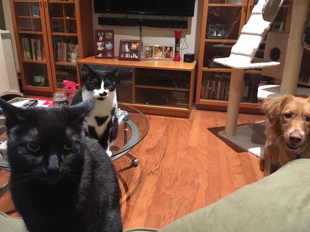 reachingforfi's tweet photo. This is the face(s) of trouble. Also there will be no productivity happening because I'm now a cat jungle gym #petsittingadventures https://t.co/hk59iFt0ta
