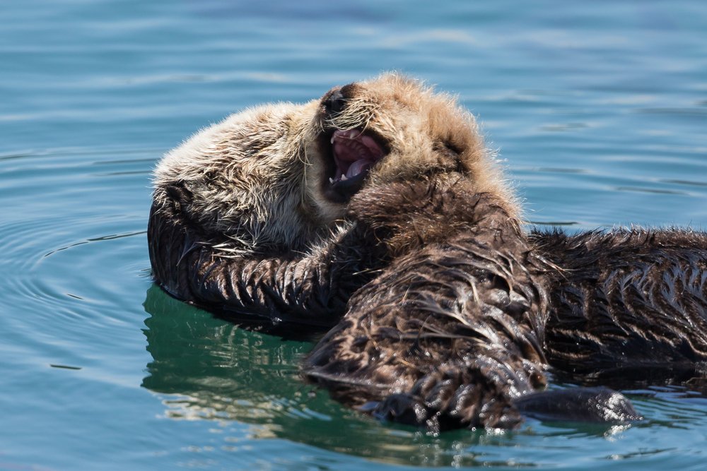 oceana's tweet photo. When your best friend whispers something hilarious and you can't help but laugh. https://t.co/wB1b9DgksX