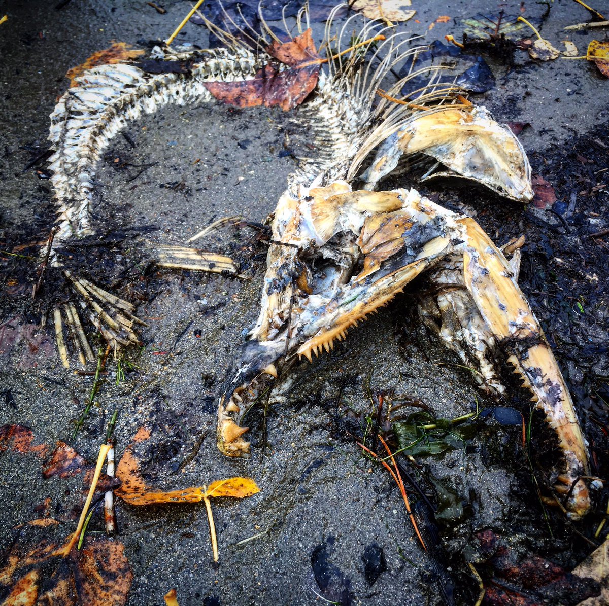 PoundDogz's tweet photo. #1 reason I am not walking my #dogs by the #fraserriver right now. #smellydog #dogsoftwitter https://t.co/UmAgEQdpm4