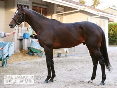 今週の1枚～カラーPHOTOパドック】ジャパンカップに出走予定の