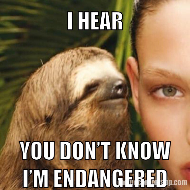 Clim8conTroll's tweet image. #pygmysloth #lookitup
