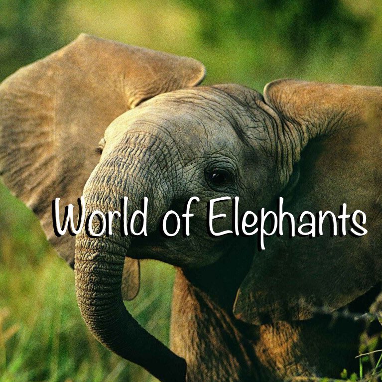 Take a visit down to our store for amazing DEALS that people are going CRAZY over! Also get your FREE Bracelet while we still have some in our stocks 🐘🐘🐘 #world #elephant 

worldelephants.com
worldelephants.com
worldelephants.com