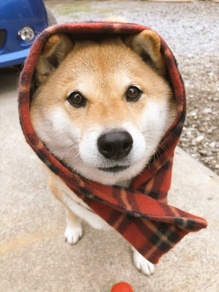 柴犬ハナ ｱﾀｼそんなに寒くないけども