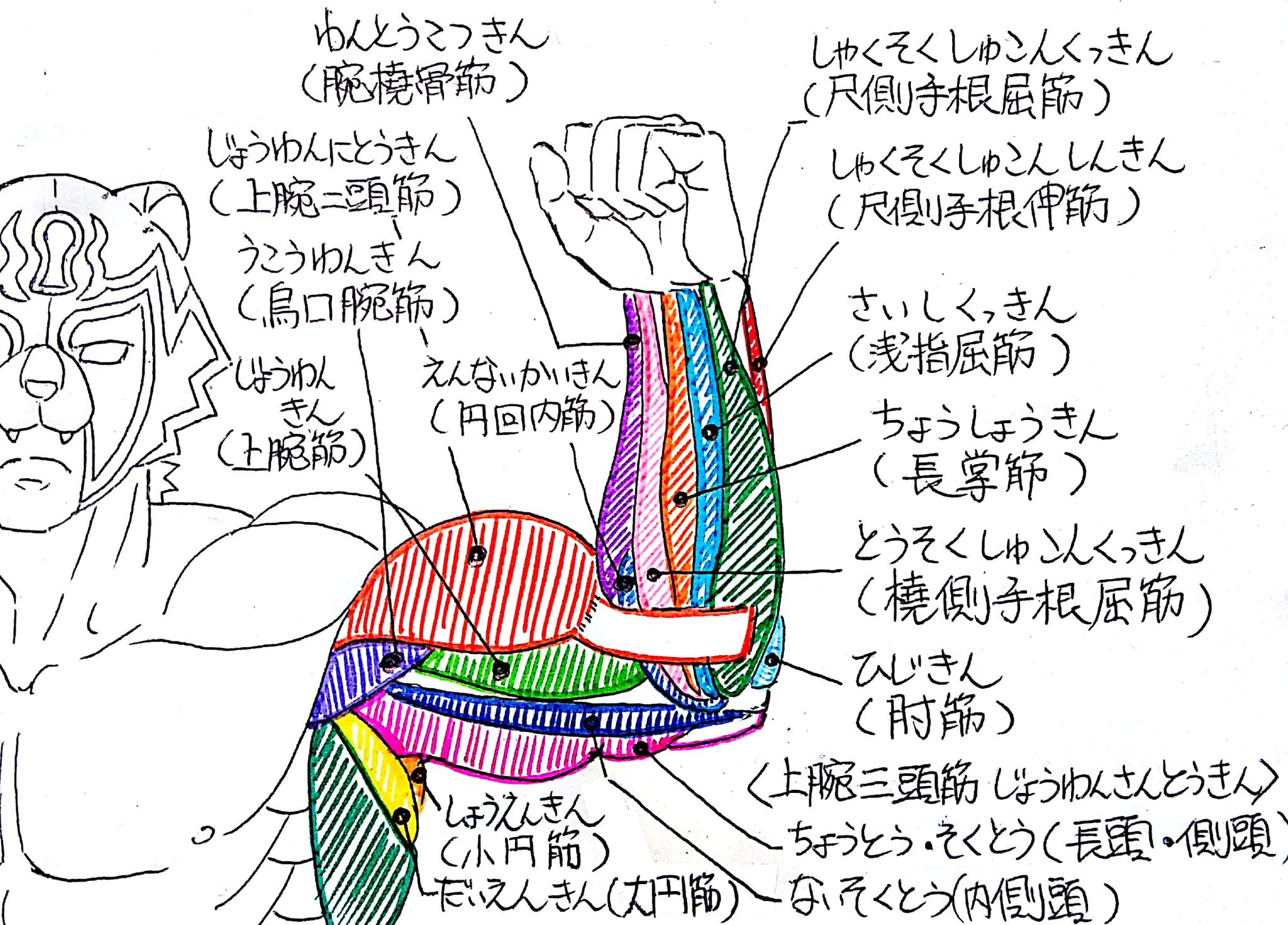 筋肉の描き方 Twitter Search Twitter