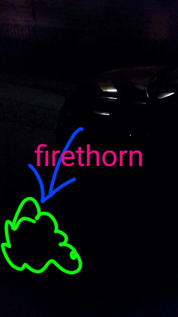 gerrettmorris's tweet photo. Bonsai digging pro tip #325. After digging bushy pyracantha do not place it on the dark side of the porch. #bonsai #firethorn #ouch #putyourshitaway. #horticulture https://t.co/ywwS4mBLSE