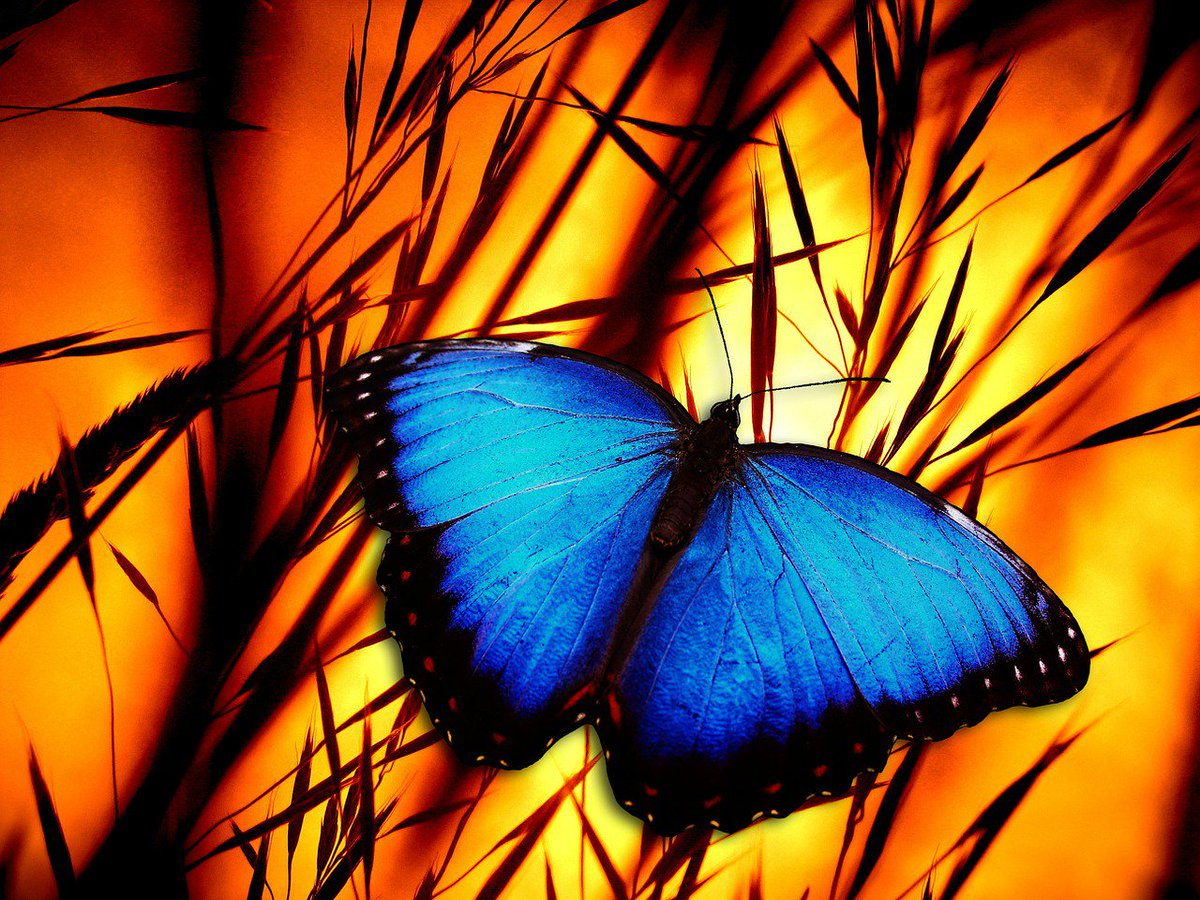 If nothing ever changed, there'd be no butterflies. -Unknown
