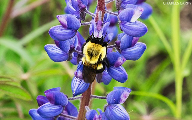 nature_org's tweet image. This study confirmed that if prairie habitat is restored, bees will repopulate it. bit.ly/2zKGnWK