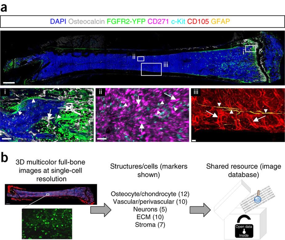 mmw_lmw's tweet photo. #3D_Imaging of #BoneMarrow | Cells & Molecules | Osteoblast Vascular PeriVascular Neuronal Stromal | TimmSchroeder @ETH @NatureBiotech https://t.co/tGhLIOIJVu https://t.co/GTm46XoXs1