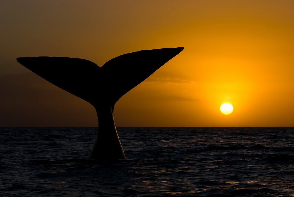 oceana's tweet photo. As the sun sets on another weekend, we hope you've had a WHALE-Y great one! https://t.co/cMYLOw61Hs