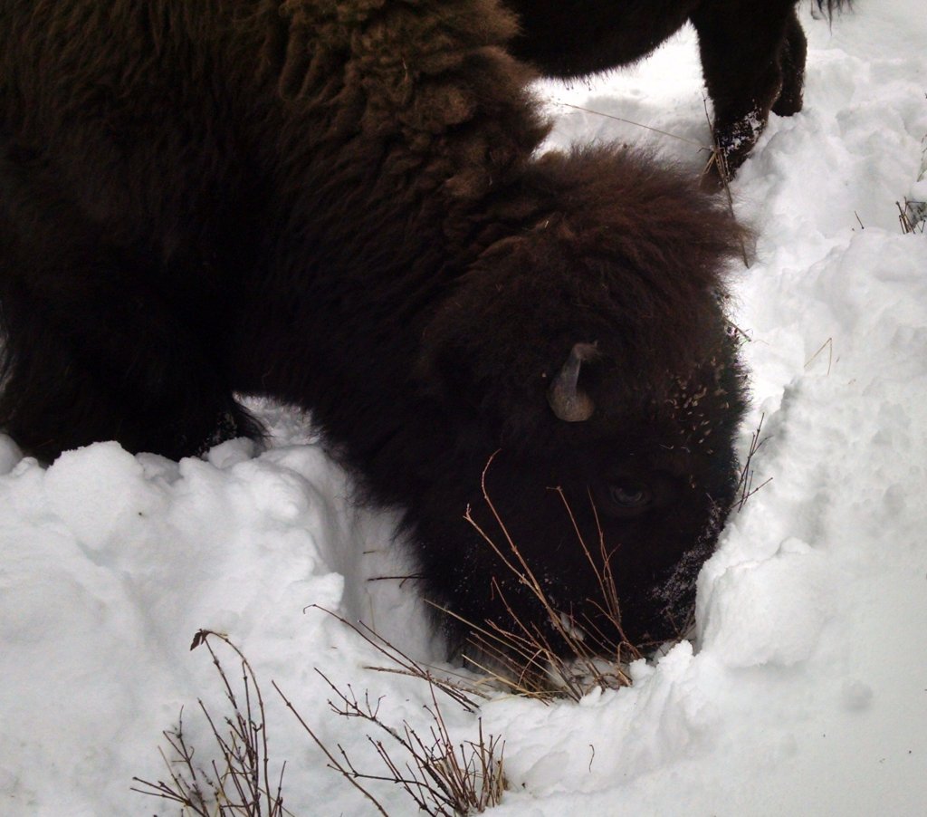 bisonquest.wordpress.com/2017/11/19/842/