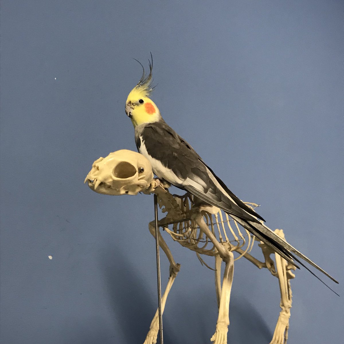 bjvet's tweet photo. Ride that cat #cockatiel #skeleton https://t.co/ZhsY35FC2N