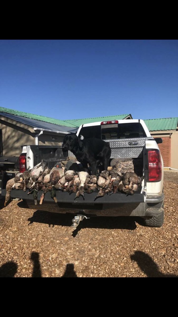 bigjoeferg's tweet photo. Me and @Beau_ferguson55 cured a little #duckfever this morning! @moudydds @joe26372512 #wedontplay #quackquack 🦆 🦆 https://t.co/yWrKwQswxj