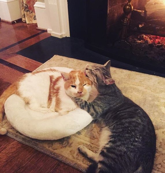 realMarlonBundo's tweet photo. #FirstCat Pickle is very tolerant of her new little sister #FirstKitten Hazel's attempts at cleaning her. If you ask me, I think Pickle likes it.
#PencePets #BOTUS https://t.co/XSWd4lnflT