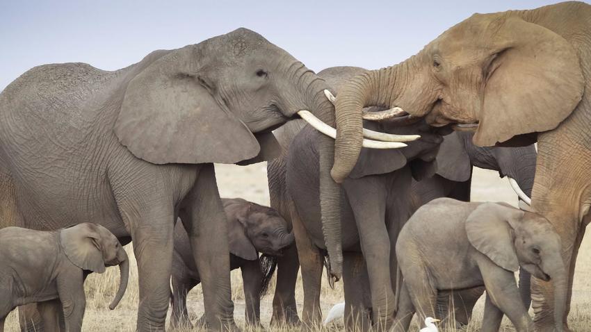 studiob2sj's tweet photo. RT @latimes: Why would any decent person want to kill an elephant? https://t.co/4CwATP53ou  via @latimesopinion https://t.co/BYiQFTUgCt