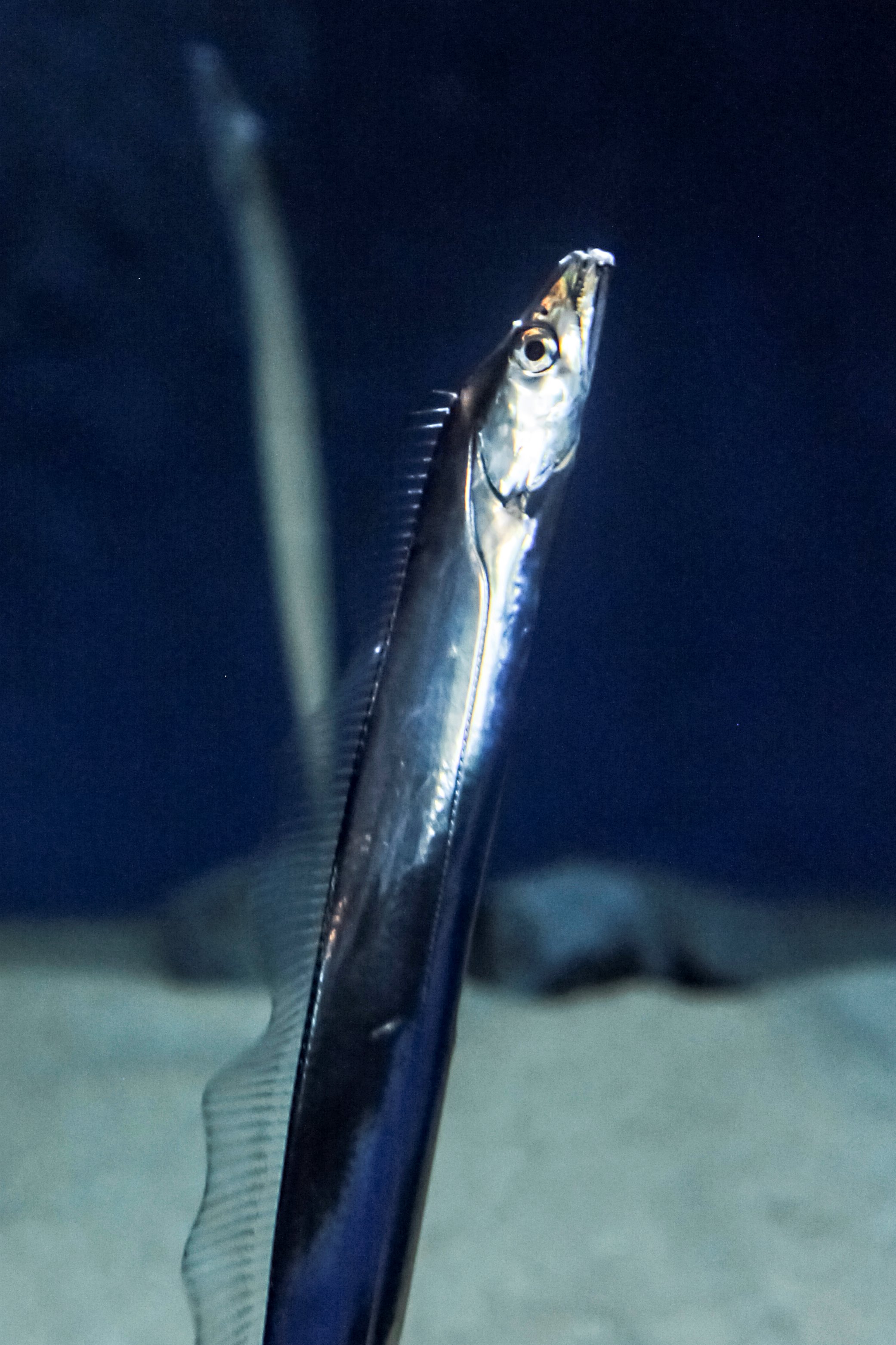 葛西臨海水族園 公式 タチウオの泳ぎ方を見てみましょう 頭を上にして泳いでいます そして 頭上を通り過ぎる魚などにガブリ 口には鋭い歯が生えていて 一度噛み付かれたら まず逃られないというわけです かさりん T Co Inuq0hqwnn Twitter
