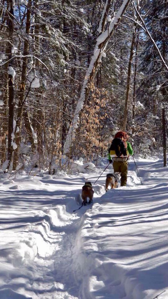 kinz_w's tweet photo. @ParksCanada #ParksChallenge #PupsInParks #wintercamping #getoutdoors https://t.co/qbJyBv8Owg