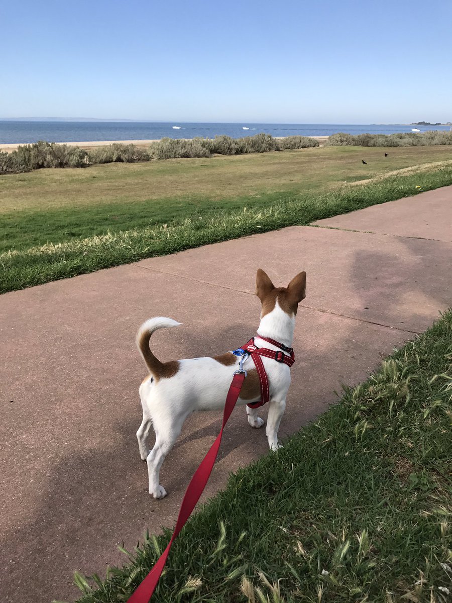 PvtBuddybum's tweet photo. P: WOWSERS!!! Dats da biggerest bird baff I ever did sees😲👀....
😯😯ooh it goes on over ere too!! *perky ears*
Awlrite...lemme at it, lemme at it!!! Raarsqueak!!✨💪🏻🥒🐶🎀 #FirstTripToTheBeach #zshq @ZombieSquadHQ https://t.co/2Mym3zY09z