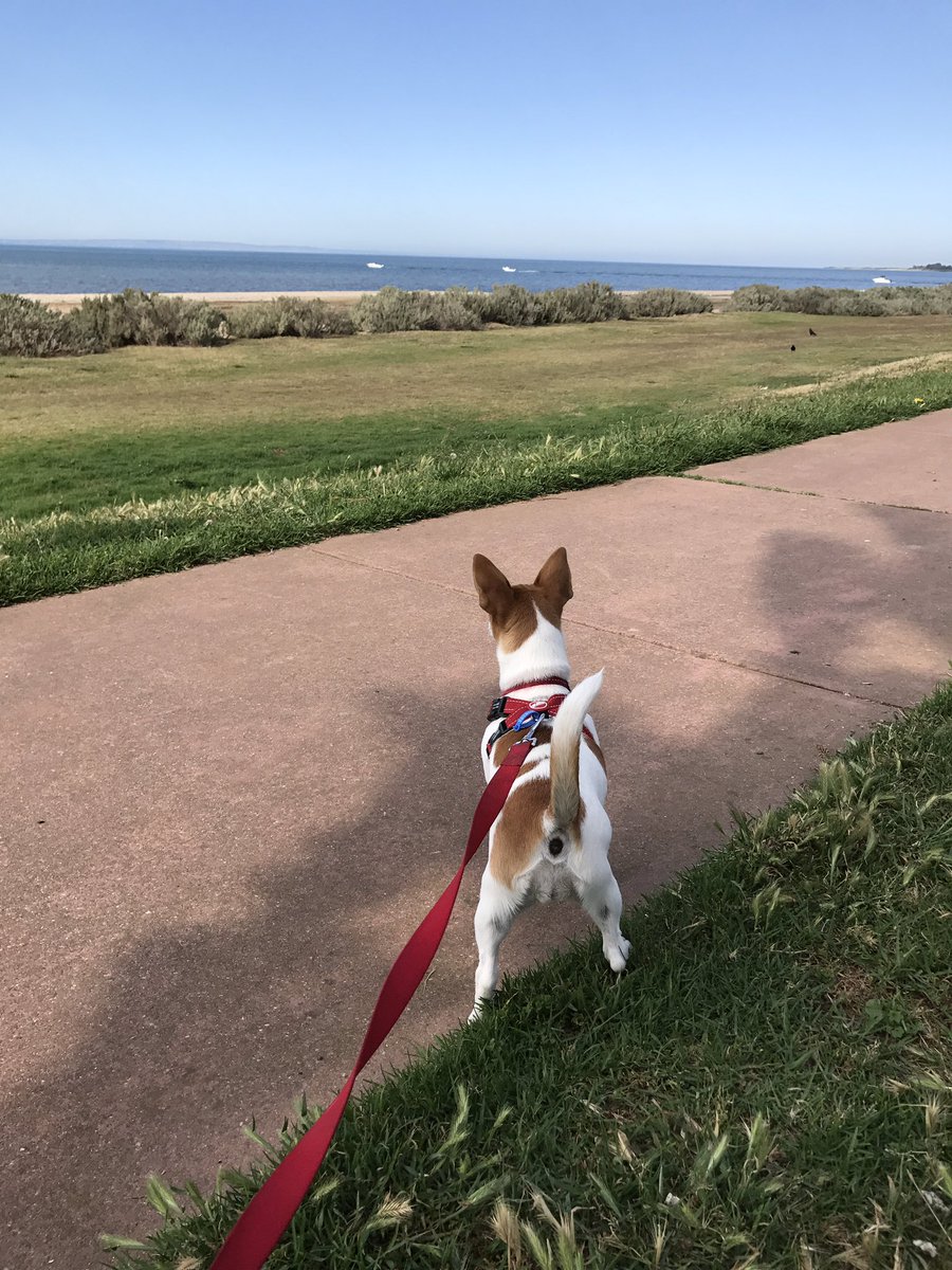 PvtBuddybum's tweet photo. P: WOWSERS!!! Dats da biggerest bird baff I ever did sees😲👀....
😯😯ooh it goes on over ere too!! *perky ears*
Awlrite...lemme at it, lemme at it!!! Raarsqueak!!✨💪🏻🥒🐶🎀 #FirstTripToTheBeach #zshq @ZombieSquadHQ https://t.co/2Mym3zY09z