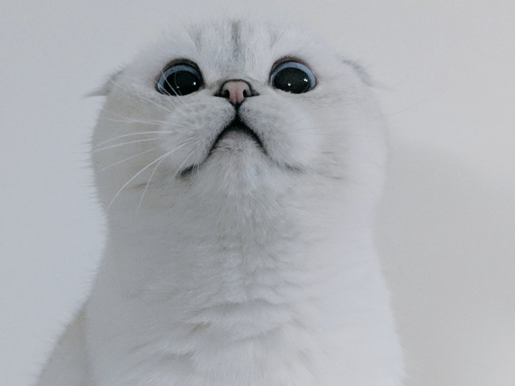 LIRIK tweet picture