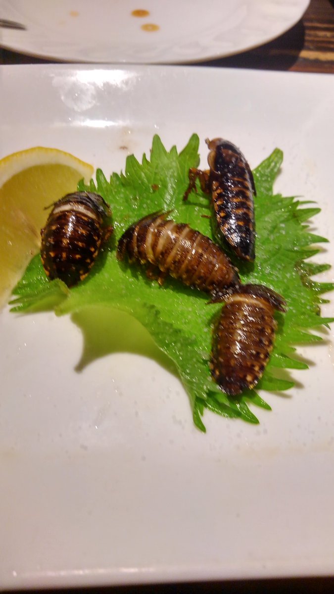 なむりきにょん A Twitter ゴキブリの素揚げ 味はほぼエビ エビより脂質が多いのかクリーミーな味でした 食感は殻が思ってたより柔らかく口の中で違和感を感じなくてサクサクと楽しい食感でした 爬虫類飼育のエサにも使われてるホワイトデュビアっていう種類らしい