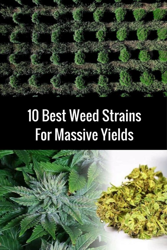 AtomikSeeds's tweet photo. #atomikseeds 10 best #autoflowering and #feminized #cannabisseeds to #growmarijuana #indoor and #outdoor
#atomika #atomikhaze #autobud #autohaze #blueberryak #bluecheese #cheese #criticalmass #powerskunk #whitewidow
https://t.co/CbBCegeV36 https://t.co/JyqtkV6mjG