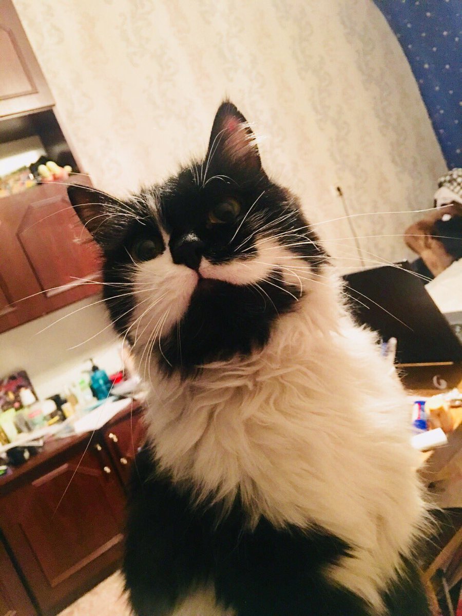 KrisstoferChant's tweet photo. Максимальный репост!!!
Срочно нужно отдать котика!
Сами взяли на передержку, но хозяин пока не объявился.
Квартирант против животных!
Котик приучен к лотку, кастрирован,  красивый и пушистый. Кушает почти все)  называем Бакс. Ищем добрые руки! Отдадим с лотком прям. https://t.co/Cuq0cNWDyP