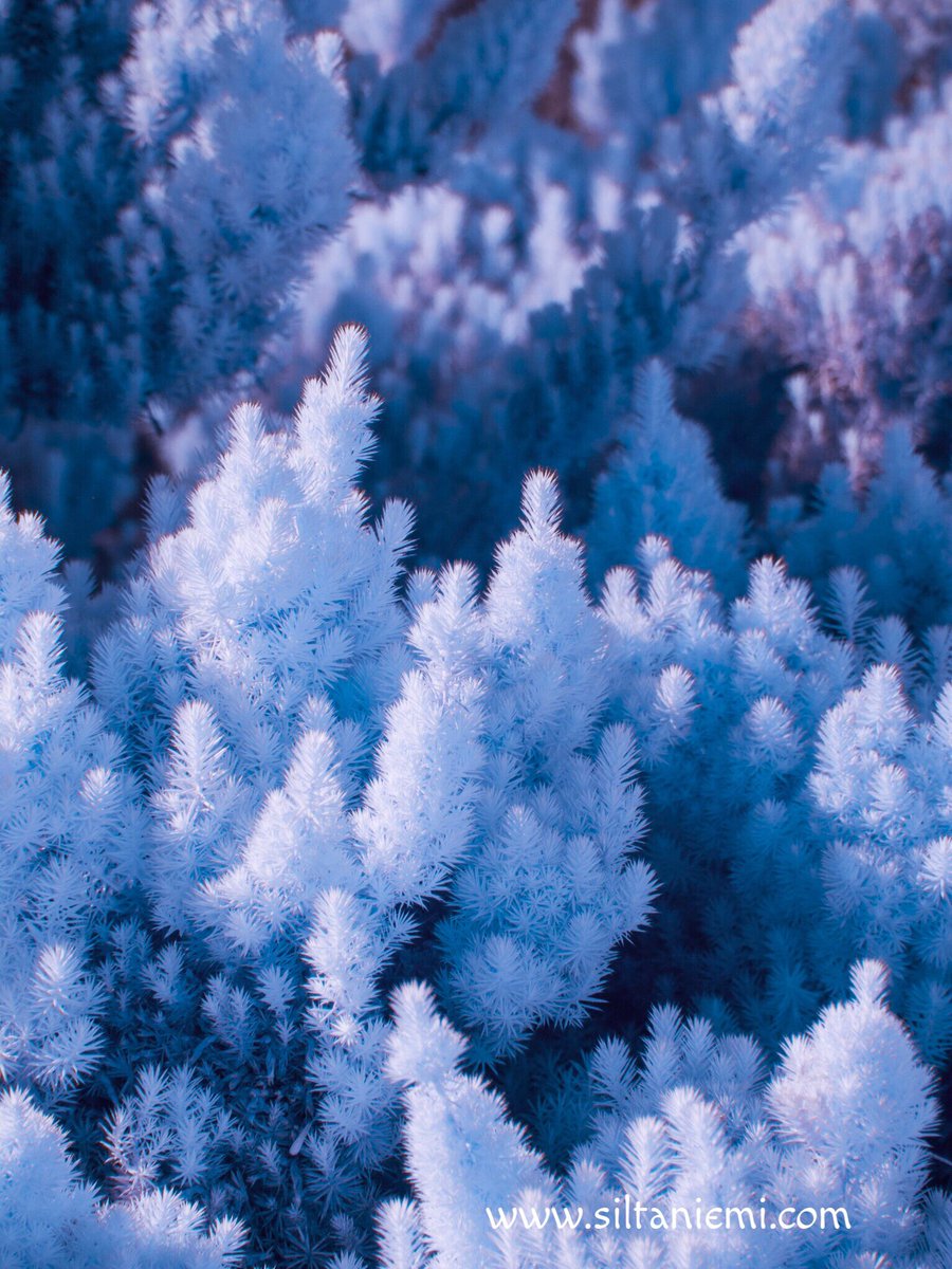 siltaniemi's tweet photo. Infrared shrubbery #shrubs #irphotography #infraredphotography #infraredphoto #infraredworld #CreativeIR #infrared #dream_image #moodygrams #surreal https://t.co/91jhMBuYtw