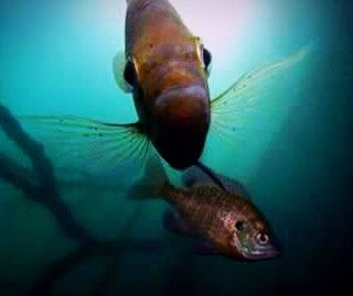 ObscuraDeaRVA's tweet photo. #heyfishyfishy https://t.co/XiWPIPnVEL
