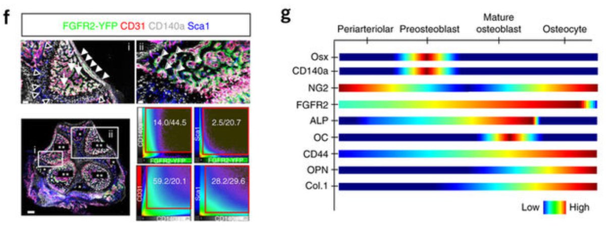 mmw_lmw's tweet photo. #3D_Imaging of #BoneMarrow | Cells & Molecules | Osteoblast Vascular PeriVascular Neuronal Stromal | TimmSchroeder @ETH @NatureBiotech https://t.co/DvagVscFIl https://t.co/uoMO3kDR3a