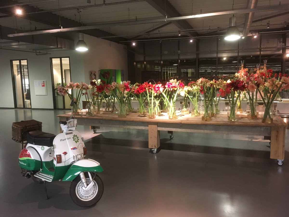 Amaryllis (Hippeastrum) tijd <a href="/Plantion/">Plantion</a>