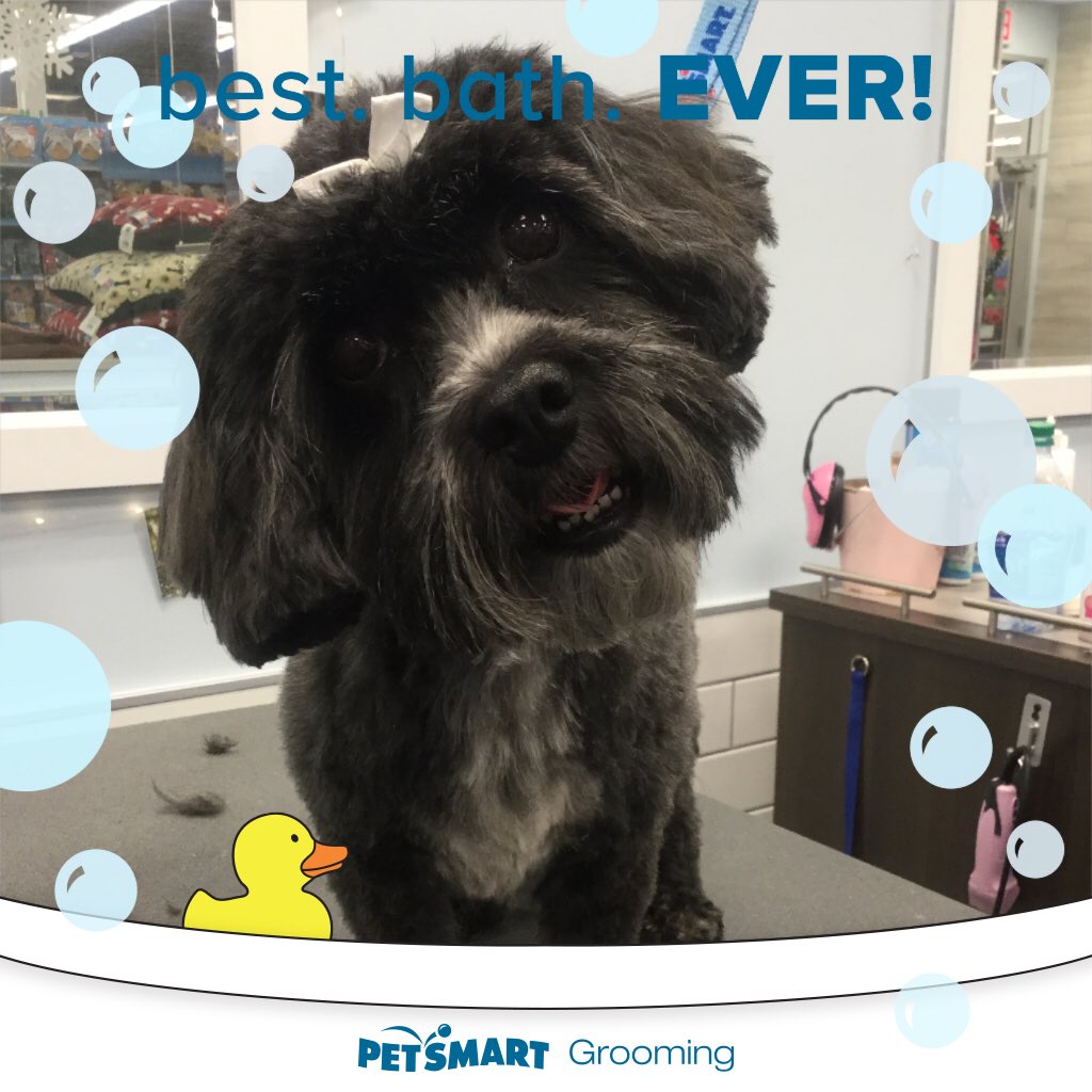 2701Petsmart's tweet photo. Lucy was such a doll! We enjoyed our spa day together! #hiltonhead #hiltonheadisland #petsmart2701 #petsmart #petsmartgrooming https://t.co/CSzMDKBGgG